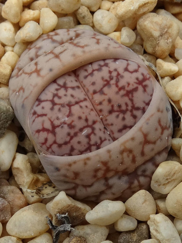 Lithops 'Talisman'