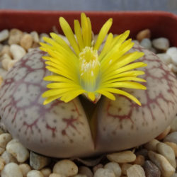 Lithops 'Talisman' - World of Succulents