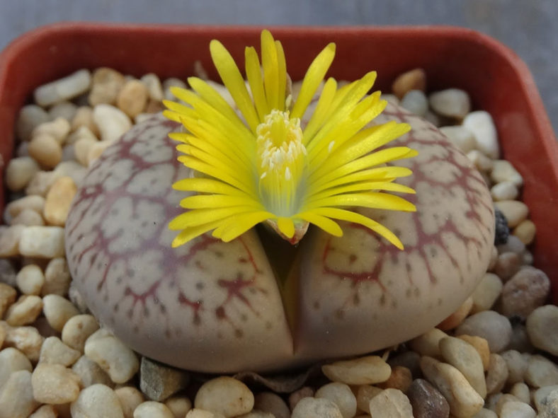 Lithops 'Talisman'