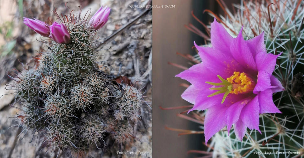 Cochemiea mazatlanensis World of Succulents