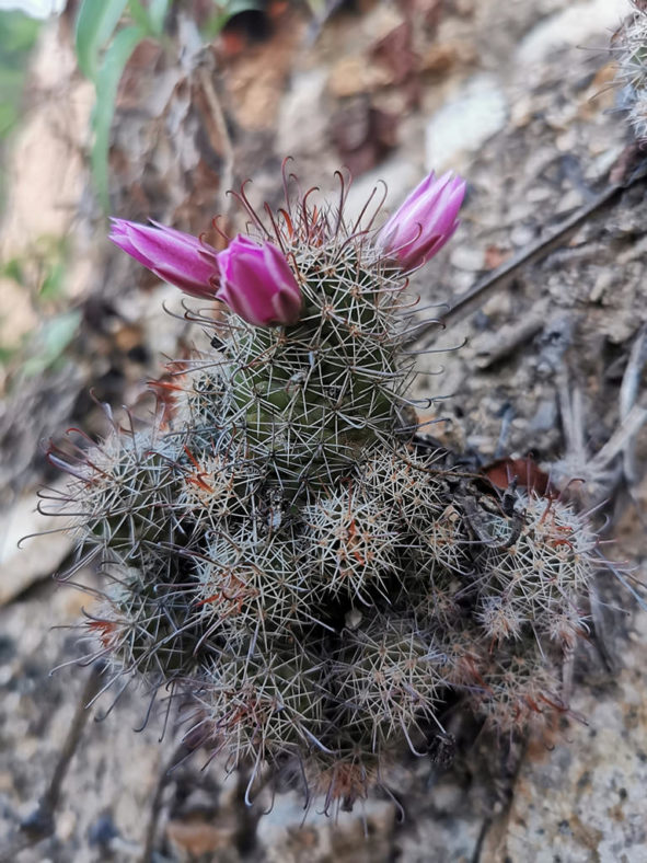 Cochemiea mazatlanensis aka Mammillaria mazatlanensis