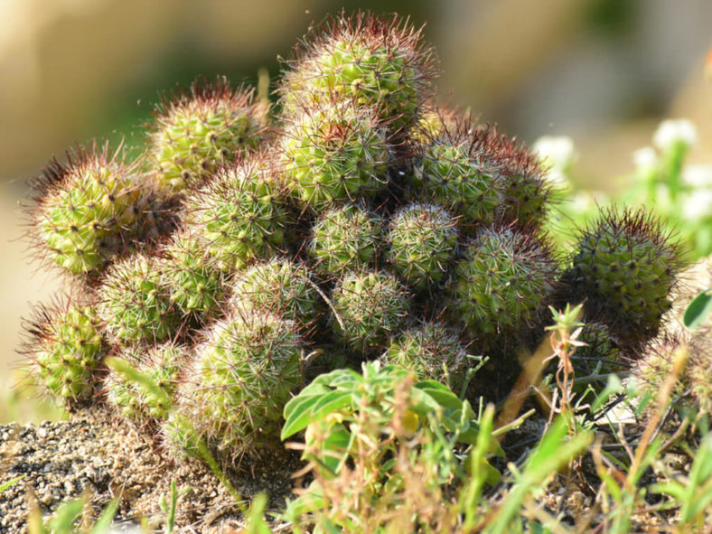 Cochemiea mazatlanensis aka Mammillaria mazatlanensis