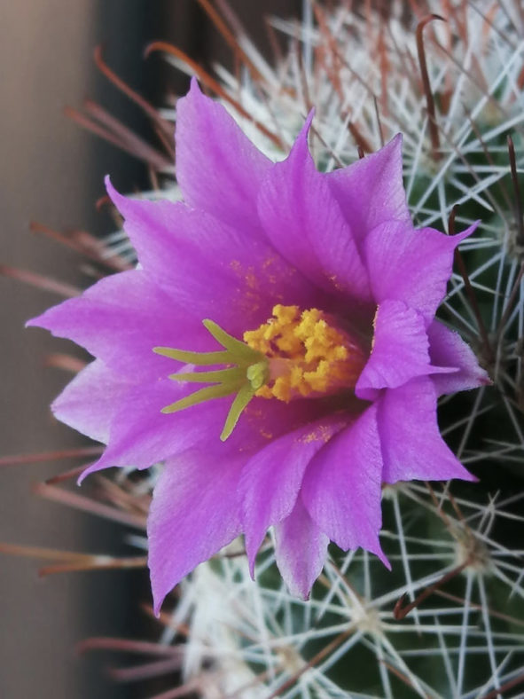 Cochemiea mazatlanensis aka Mammillaria mazatlanensis