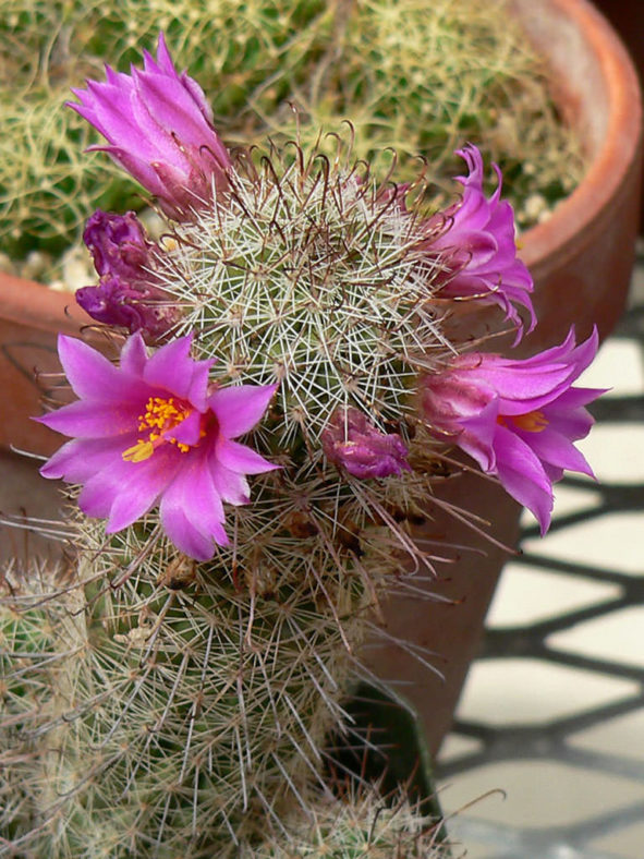 Cochemiea mazatlanensis aka Mammillaria mazatlanensis