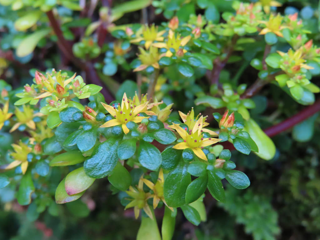 Sedum actinocarpum