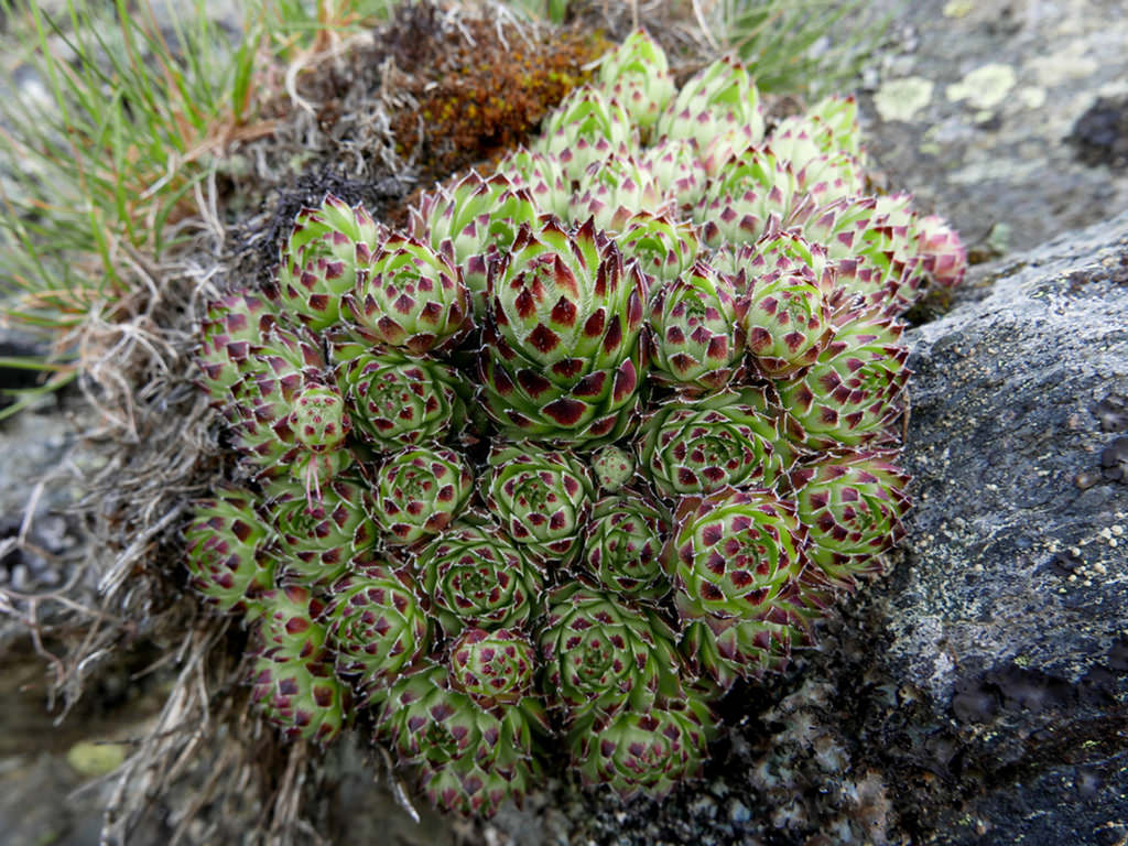 Sempervivum vicentei