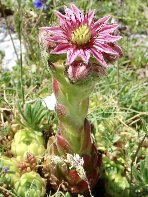 Sempervivum vicentei