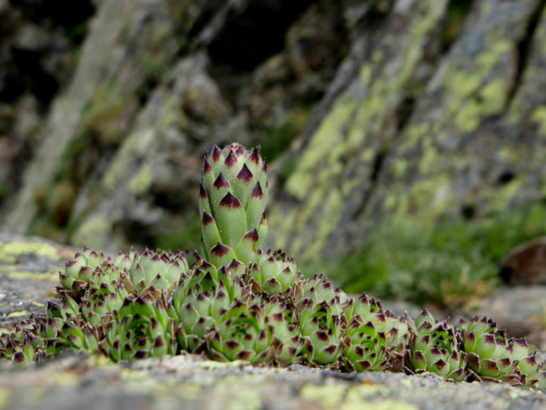 Sempervivum vicentei