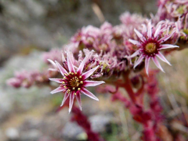 Sempervivum vicentei