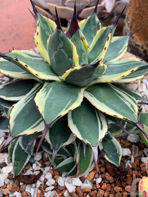 Agave 'Cream Spike' aka Agave applanata 'Cream Spike'