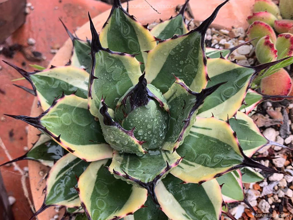 Agave 'Cream Spike' aka Agave applanata 'Cream Spike'