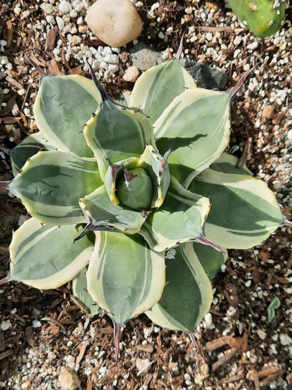 Agave 'Cream Spike' aka Agave applanata 'Cream Spike'