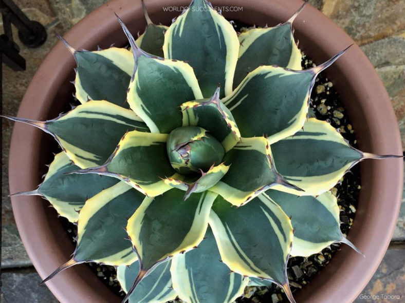 Agave 'Cream Spike' aka Agave applanata 'Cream Spike'