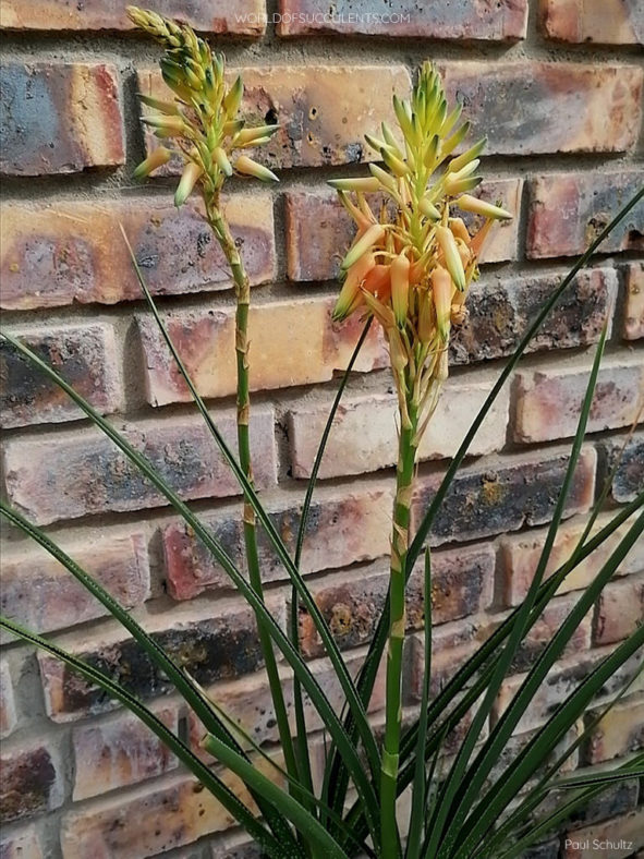 Aloe cooperi (Cooper's Aloe)