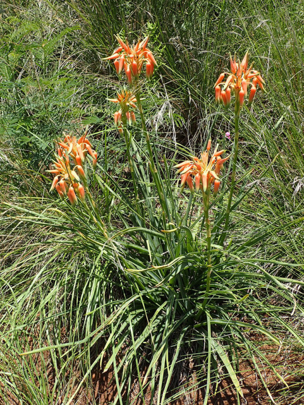 Aloe cooperi (Cooper's Aloe)