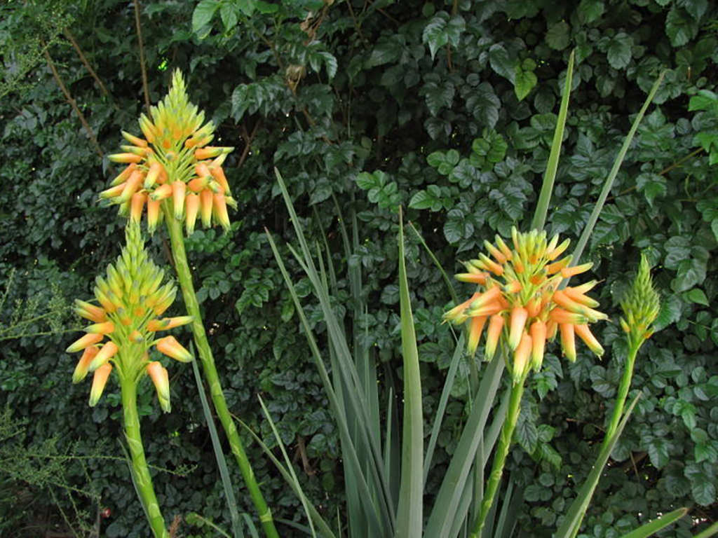 Aloe cooperi (Cooper's Aloe)