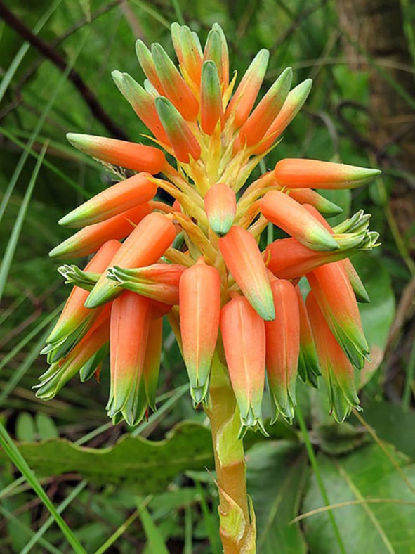 Aloe cooperi (Cooper's Aloe)