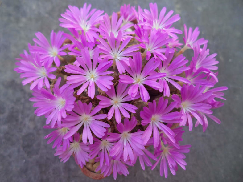 Conophytum lithopoides