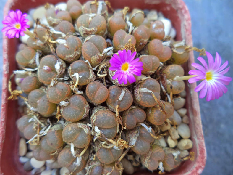 Conophytum lithopoides