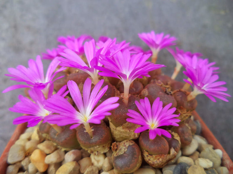 Conophytum lithopoides