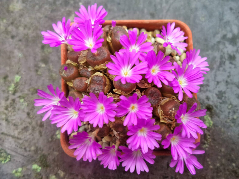 Conophytum lithopsoides