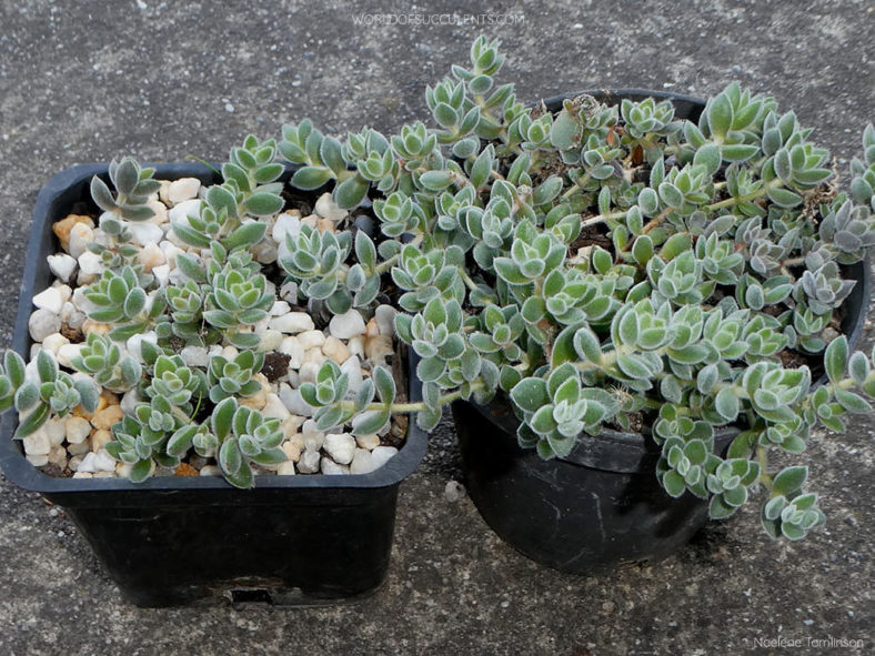 Crassula lanuginosa var. pachystemon