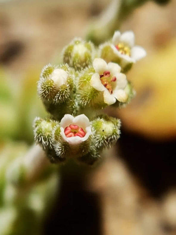 Crassula lanuginosa var. pachystemon