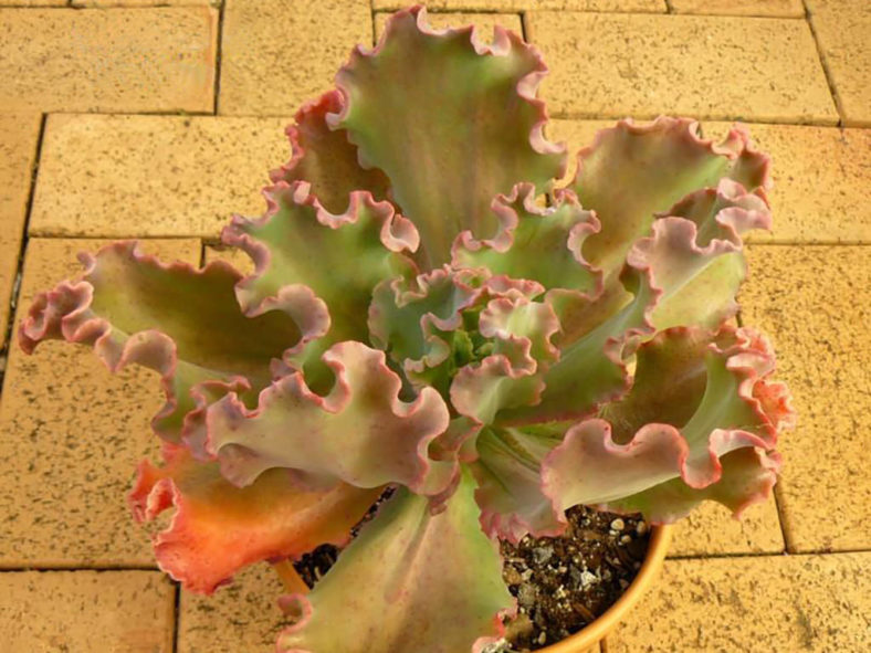 Echeveria 'Ballerina'