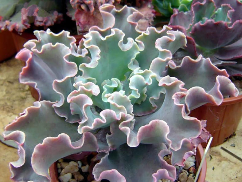 Echeveria 'Ballerina'