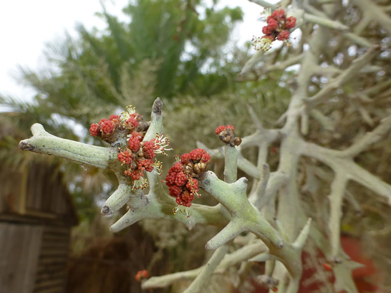 Euphorbia stenoclada (Stiver Thicket)