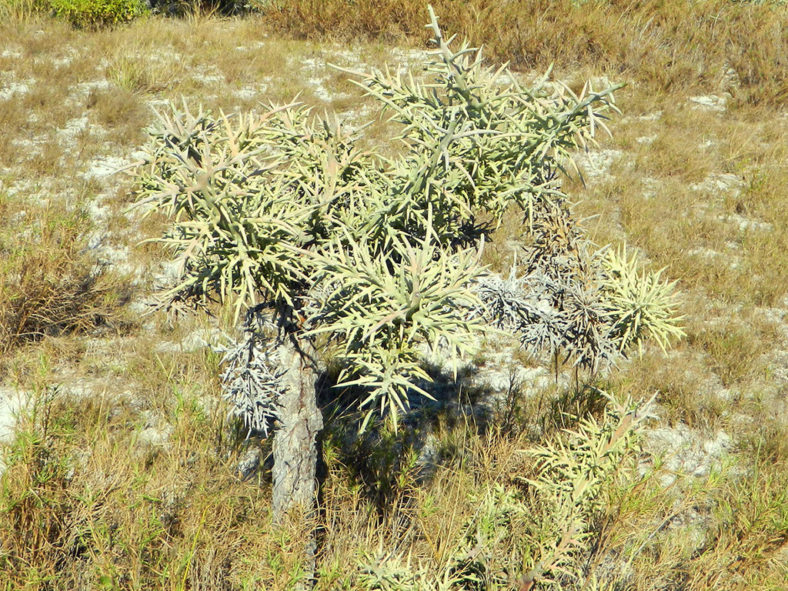 Euphorbia stenoclada (Stiver Thicket)