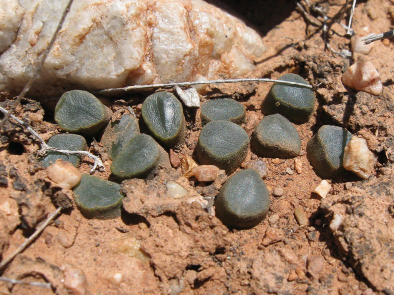 Haworthia truncata var. maughanii (Maughan's Haworthia)