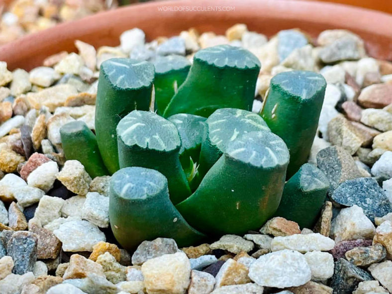 Haworthia truncata var. maughanii (Maughan's Haworthia)