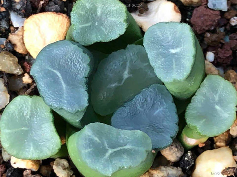 Haworthia truncata var. maughanii (Maughan's Haworthia)