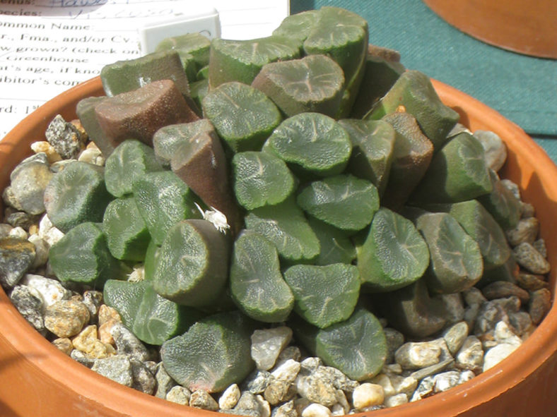 Haworthia truncata var. maughanii (Maughan's Haworthia)