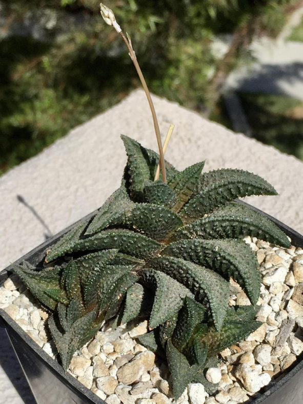 Haworthiopsis 'Onigawara' aka Haworthia 'Onigawara'