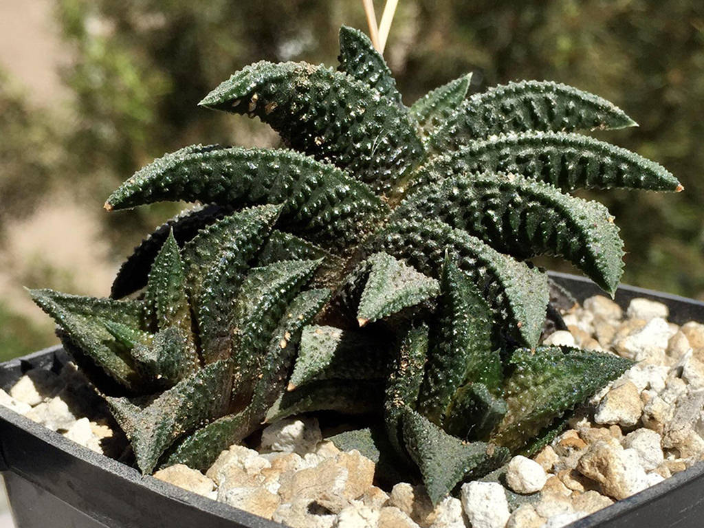 Haworthiopsis 'Onigawara' aka Haworthia 'Onigawara'