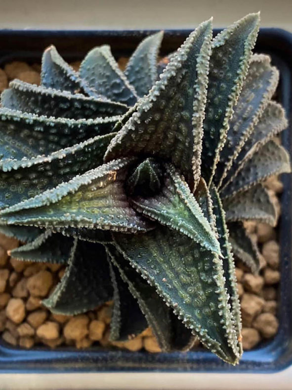 Haworthiopsis 'Onigawara' aka Haworthia 'Onigawara'