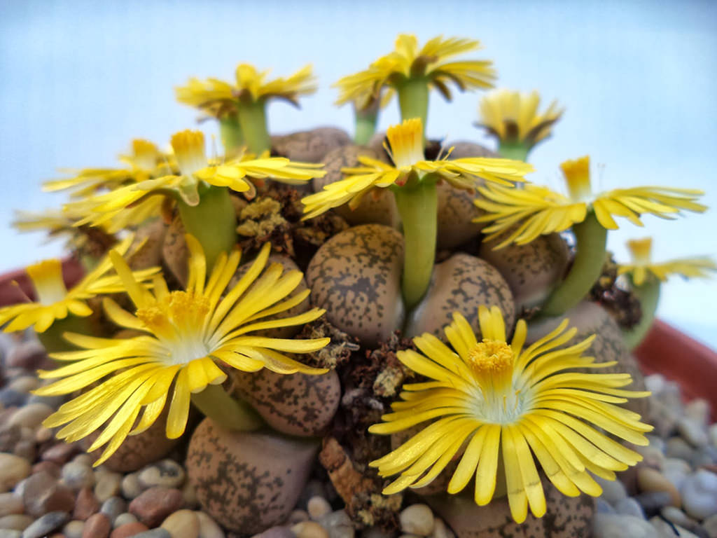 Lithops gesinae (Living Stones)