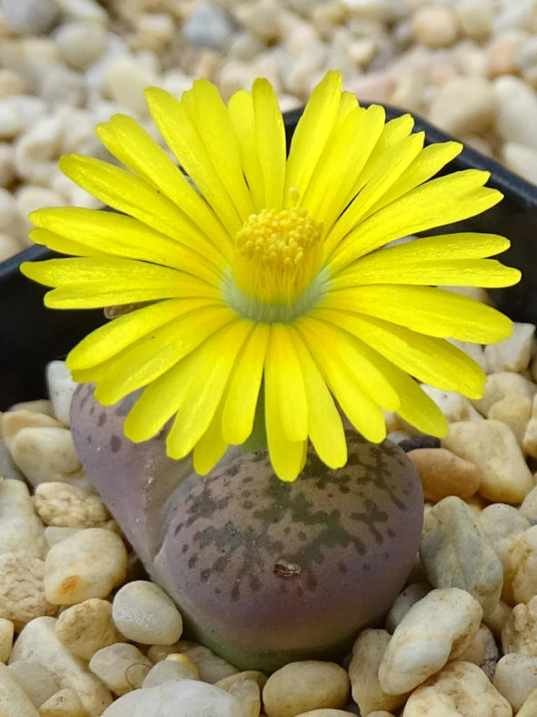 Lithops gesinae (Living Stones)