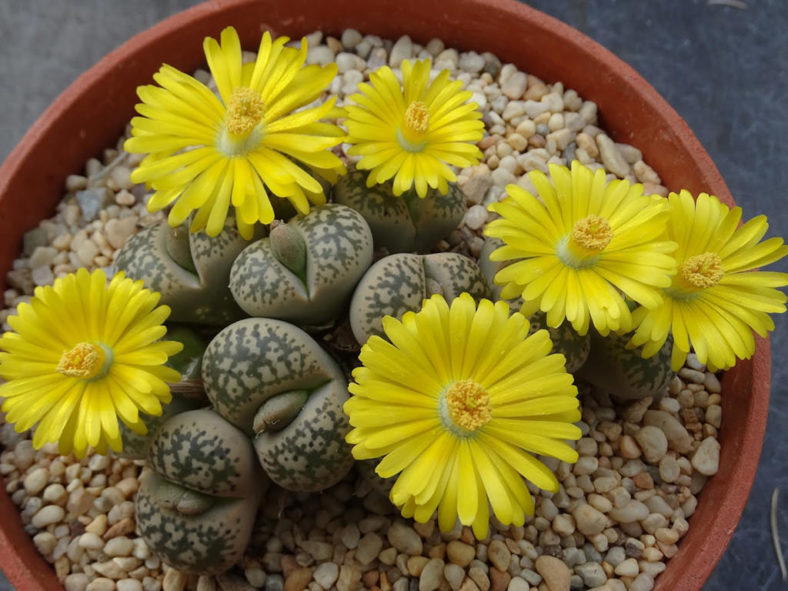 Lithops gesinae (Living Stones)