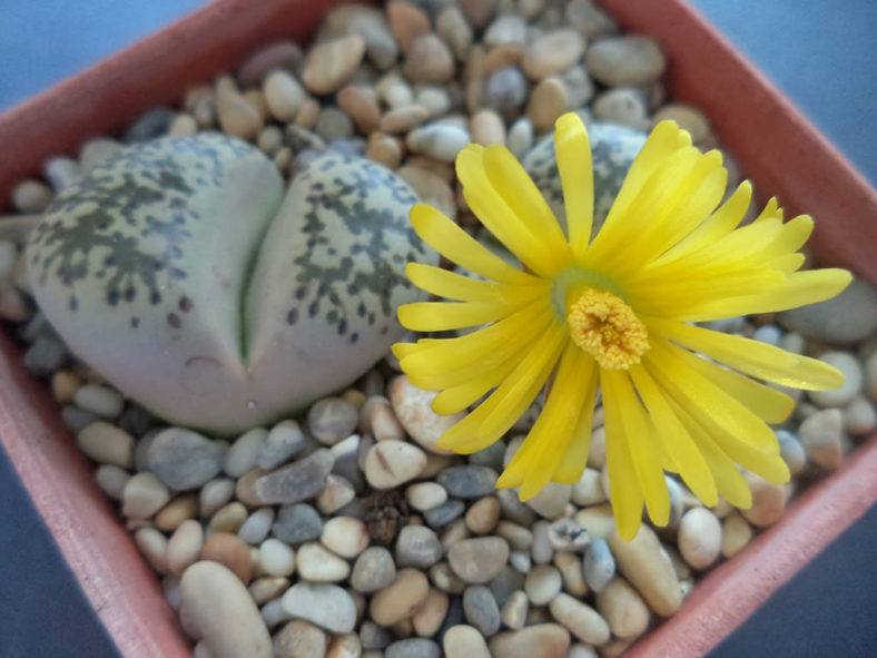 Lithops gesinae (Living Stones)