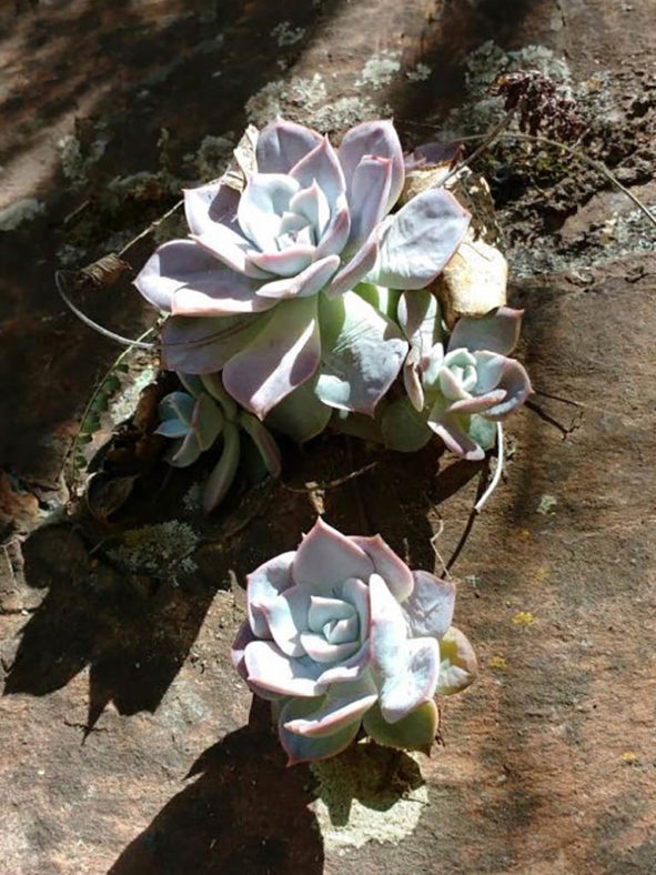 Sedum sinforosanum