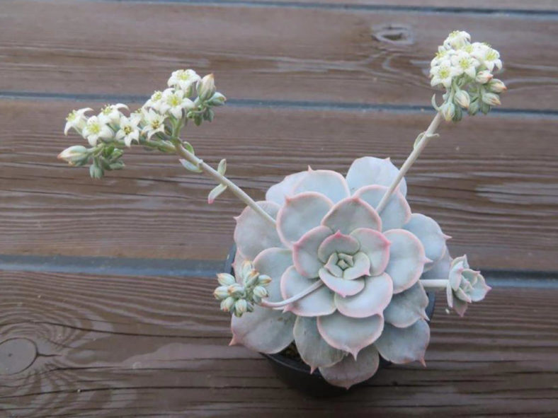 Sedum sinforosanum