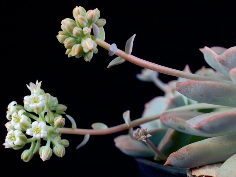 Sedum sinforosanum