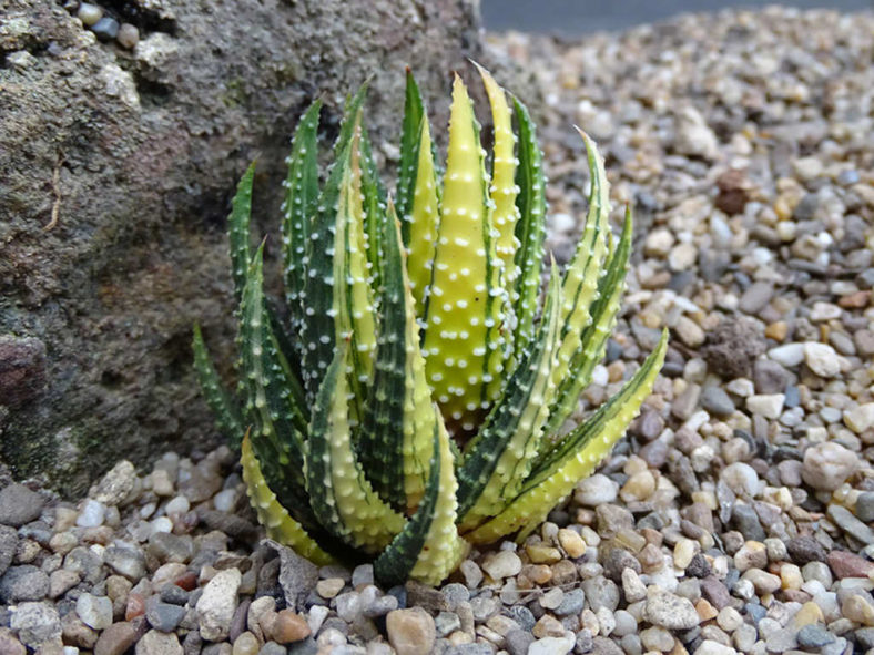 Tulista pumila 'Variegata' aka Haworthia pumila 'Variegata'