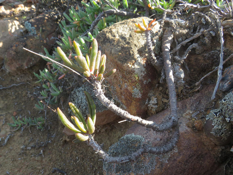 Tylecodon striatus (Groovy Butterbush)