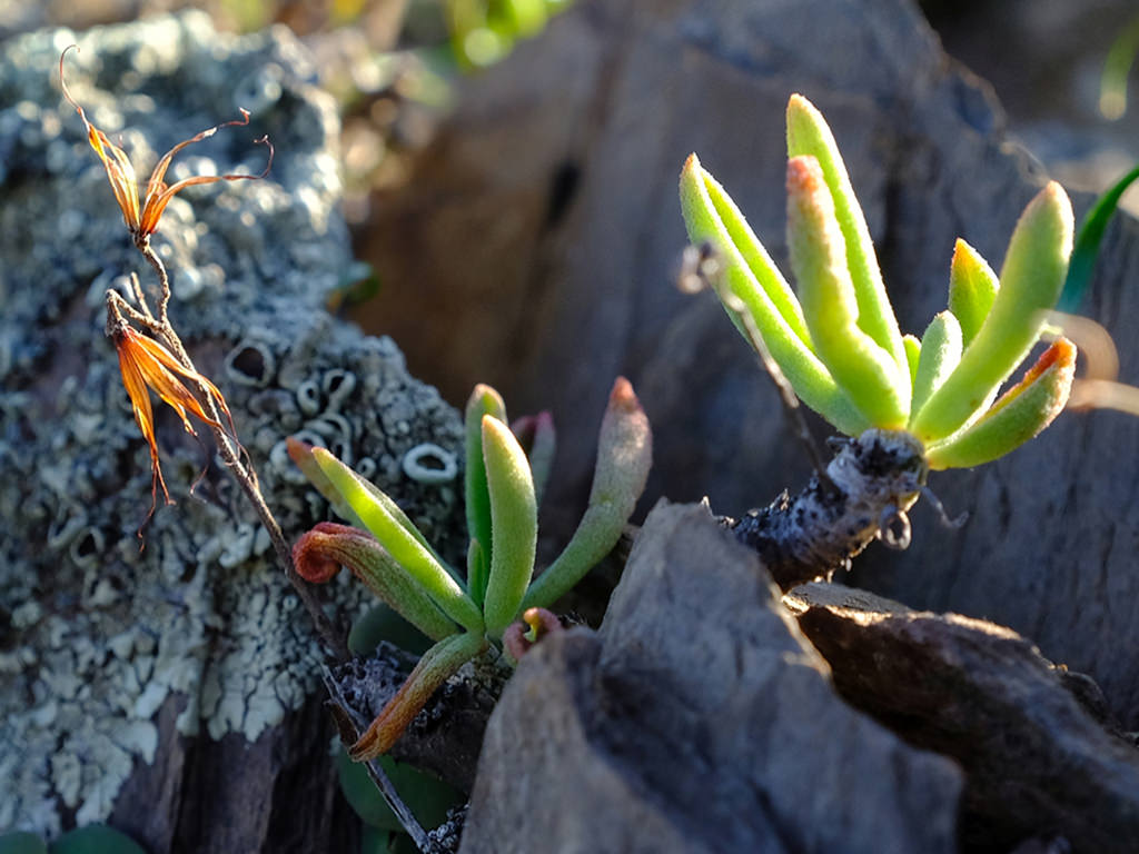 Tylecodon striatus (Groovy Butterbush)