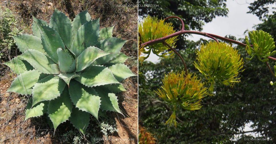 Agave seemanniana - World of Succulents