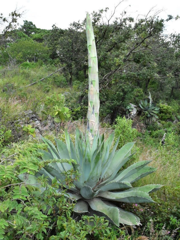 Agave seemanniana